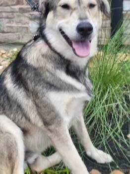 POTTER -  Husky Dog for Adoption in Richmond, Texas - POTTER | PetCurious