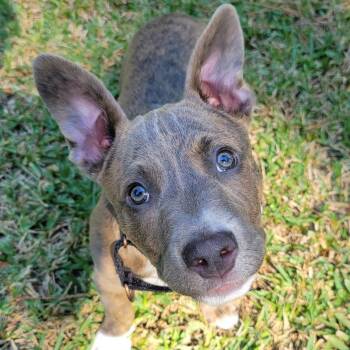 Theo -  Pit Bull Terrier and Australian Cattle Dog Blue Heeler Dog for Adoption in Myrtle Beach, South Carolina - Theo | PetCurious