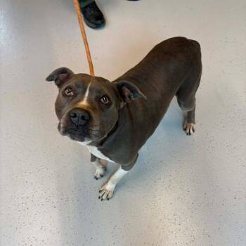 Mixed Breed Dogs Available for Adoption in Huntington, West Virginia - Heaven - SH 4/24 | PetCurious