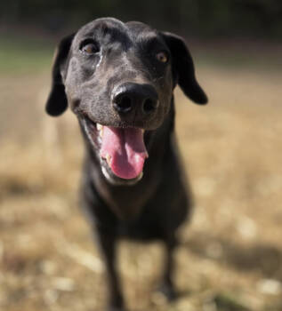Rescue Labrador Retriever Dogs for Adoption in Columbus, Ohio - Luna 2025 | PetCurious