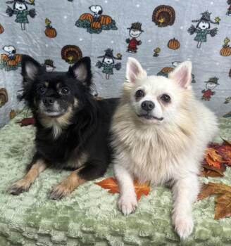261465  Yoshi & Princess Peach -  Pomeranian and Chihuahua Dog for Adoption in Wetumpka, Alabama - 261465  Yoshi & Princess Peach | PetCurious