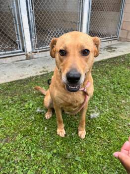 Charlie -  Labrador Retriever Dog for Adoption in Front Royal, Virginia - Charlie | PetCurious