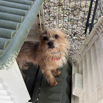 McCoy -  Yorkshire Terrier and Mixed Breed Dog for Adoption in Madison, Wisconsin - McCoy | PetCurious