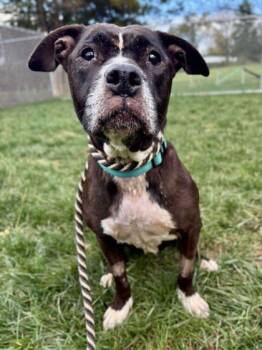 Rescue Mixed Breed Dogs for Adoption in West Chester, Pennsylvania - Siren | PetCurious