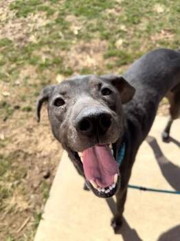 Hound and Mixed Breed Dogs Available for Adoption - Bandit | PetCurious