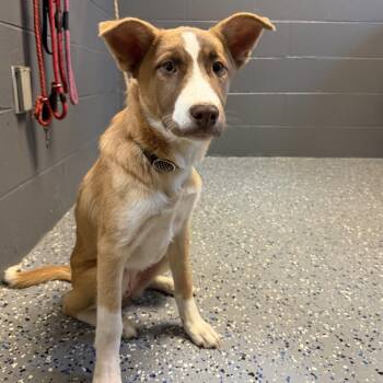 TUSC-Stray-84688_2 -  Shepherd and Mixed Breed Dog for Adoption in Tuscaloosa, Alabama - TUSC-Stray-84688_2 | PetCurious