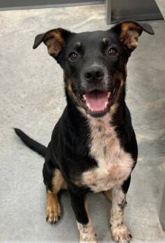 Theon -  Australian Cattle Dog Blue Heeler Dog for Adoption in Manchester, Tennessee - Theon | PetCurious