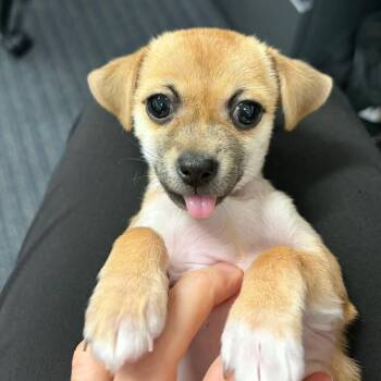 Bijou LB -  Chihuahua and Terrier Dog for Adoption in Austin, Texas - Bijou LB | PetCurious