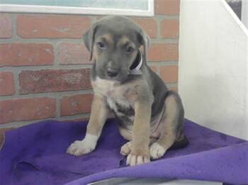 A2082399 -  Staffordshire Bull Terrier and Mixed Breed Dog for Adoption in Houston, Texas - A2082399 | PetCurious