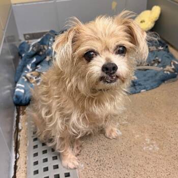 Penny -  Miniature Poodle and Norfolk Terrier Dog for Adoption in Boulder, Colorado - Penny | PetCurious