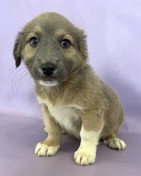 Rescue Pomeranian and Great Pyrenees Dogs for Adoption in Morton Grove, Illinois - Sweet Potato | PetCurious