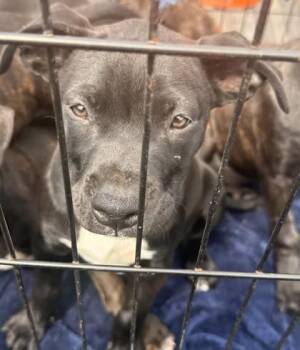 Labrador Retriever and Terrier Dogs Available for Adoption in Shreveport, Louisiana - Quillan | PetCurious