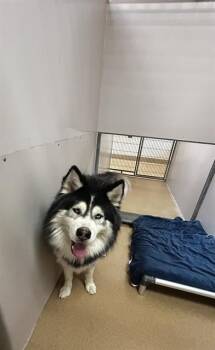 MAYOR TOADSTOOL -  Alaskan Malamute and Mixed Breed Dog for Adoption in Martinez, California - MAYOR TOADSTOOL | PetCurious