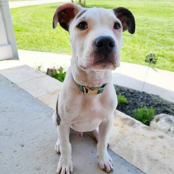 Pit Bull Terrier Dogs Available for Adoption in Center Point, Texas - Pierce | PetCurious