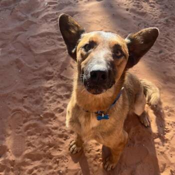 Timmy -  Shepherd and Mixed Breed Dog for Adoption in Kanab, Utah - Timmy | PetCurious
