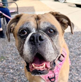 Boxer Dogs Available for Adoption in Denver, Colorado - Luna | PetCurious