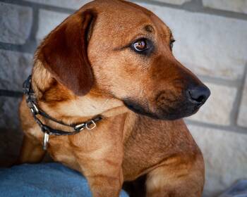 German Shepherd Dog Dogs Available for Adoption in Livingston, Texas - Twix | PetCurious