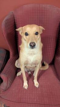 Chewi, Courtesy Post -  Shepherd and Yellow Labrador Retriever Dog for Adoption in Calgary, Alberta - Chewi, Courtesy Post | PetCurious
