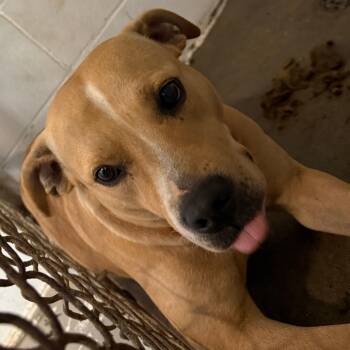 Pit Bull Terrier Dogs Available for Adoption in Enterprise, Alabama - Wanda | PetCurious