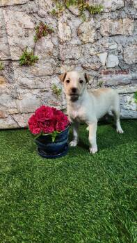 Terrier and Mixed Breed Dogs Available for Adoption in Austin, Texas - Nova AL | PetCurious