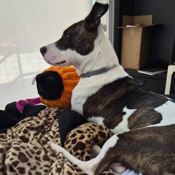 American Bulldog and German Shepherd Dog Dogs Available for Adoption in Lynchburg, Virginia - Cappuccino | PetCurious