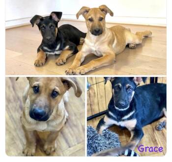 German shepherd mix -  German Shepherd Dog Dog for Adoption in Seaside Heights, New Jersey - German Shepherd Mix | PetCurious