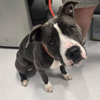 Key Lime -  Mixed Breed Dog for Adoption in Jeffersonville, Indiana - Key Lime | PetCurious