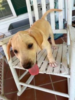 Briar -  Labrador Retriever Dog for Adoption in Carmel Hamlet, New York - Briar | PetCurious