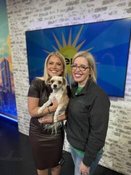 Shih Tzu and Mixed Breed Dogs Available for Adoption - Bo | PetCurious