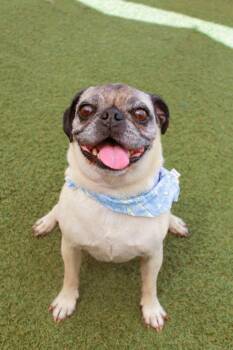 Rollie -  Pug Dog for Adoption in Gardena, California - Rollie | PetCurious