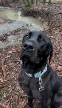 Labrador Retriever and Great Dane Dogs Available for Adoption in Millerstown, Pennsylvania - ENDIVE | PetCurious