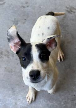 Rescue Mixed Breed Dogs for Adoption - Chickadee | PetCurious
