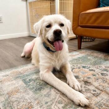 Great Pyrenees and Labrador Retriever Dogs Available for Adoption in Friendswood, Texas - Junior Bear The Tongue Out Sweetheart | PetCurious