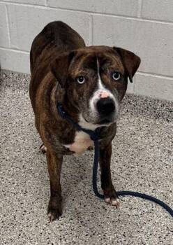 Mixed Breed Dogs Available for Adoption in Kansas City, Missouri - Bailey | PetCurious