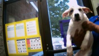 Rescue Pit Bull Terrier and Mixed Breed Dogs for Adoption in Tulsa, Oklahoma - SIR SAM | PetCurious