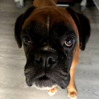 Punky -  Boxer Dog for Adoption in Wake Forest, North Carolina - Punky | PetCurious