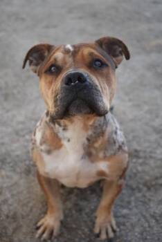 Pit Bull Terrier Dogs Available for Adoption - TANK | PetCurious