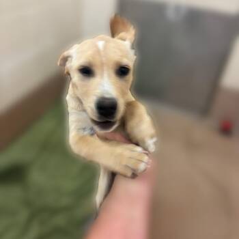 Emily Binx -  Labrador Retriever and Mixed Breed Dog for Adoption in Reno, Nevada - Emily Binx | PetCurious