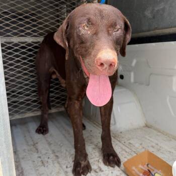 Dougie -  Labrador Retriever Dog for Adoption in Edinburg, Texas - Dougie | PetCurious