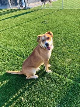 Mixed Breed Dogs Available for Adoption - Homer | PetCurious