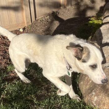 Mixed Breed Dogs Available for Adoption in Buffalo, Minnesota - Spot | PetCurious