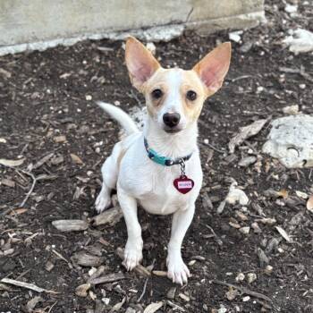 Wilbur -  Chihuahua and Mixed Breed Dog for Adoption in Wimberley, Texas - Wilbur | PetCurious