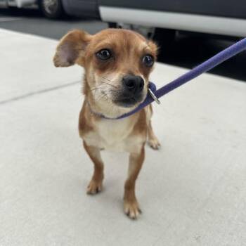 Chihuahua Dogs Available for Adoption in Walnut Creek, California - Roberto | PetCurious