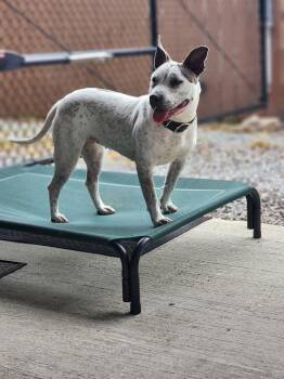 Terrier Dogs Available for Adoption in Ocean Township, New Jersey - Trinity- Certified Good Girl | PetCurious