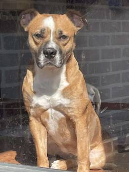 Rescue American Bulldog and Pit Bull Terrier Dogs for Adoption in Mount Gilead, Ohio - Cleo | PetCurious