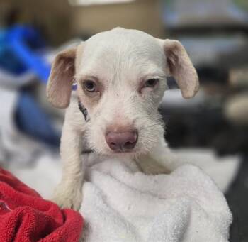 A273017 -  French Bulldog and Poodle Dog for Adoption in Chula Vista, California - A273017 | PetCurious