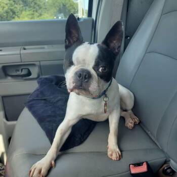 Hardy -  Boston Terrier Dog for Adoption in Lexington, Kentucky - Hardy | PetCurious
