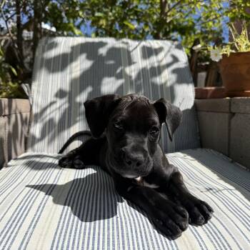 Baloo -  Mixed Breed Dog for Adoption in Albuquerque, New Mexico - Baloo | PetCurious