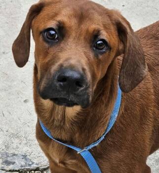 Mixed Breed Dogs Available for Adoption in Homewood, Illinois - Bradley | PetCurious