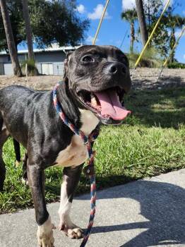 Rescue Mixed Breed Dogs for Adoption in Jacksonville, Florida - REBA | PetCurious